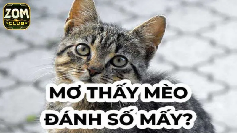Đánh đề những số nào khi mơ thấy mèo