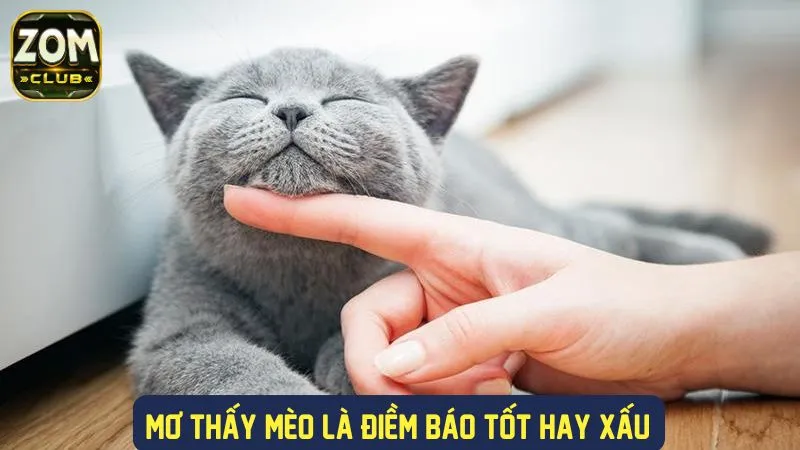 Điềm báo gì khi nằm mơ thấy mèo